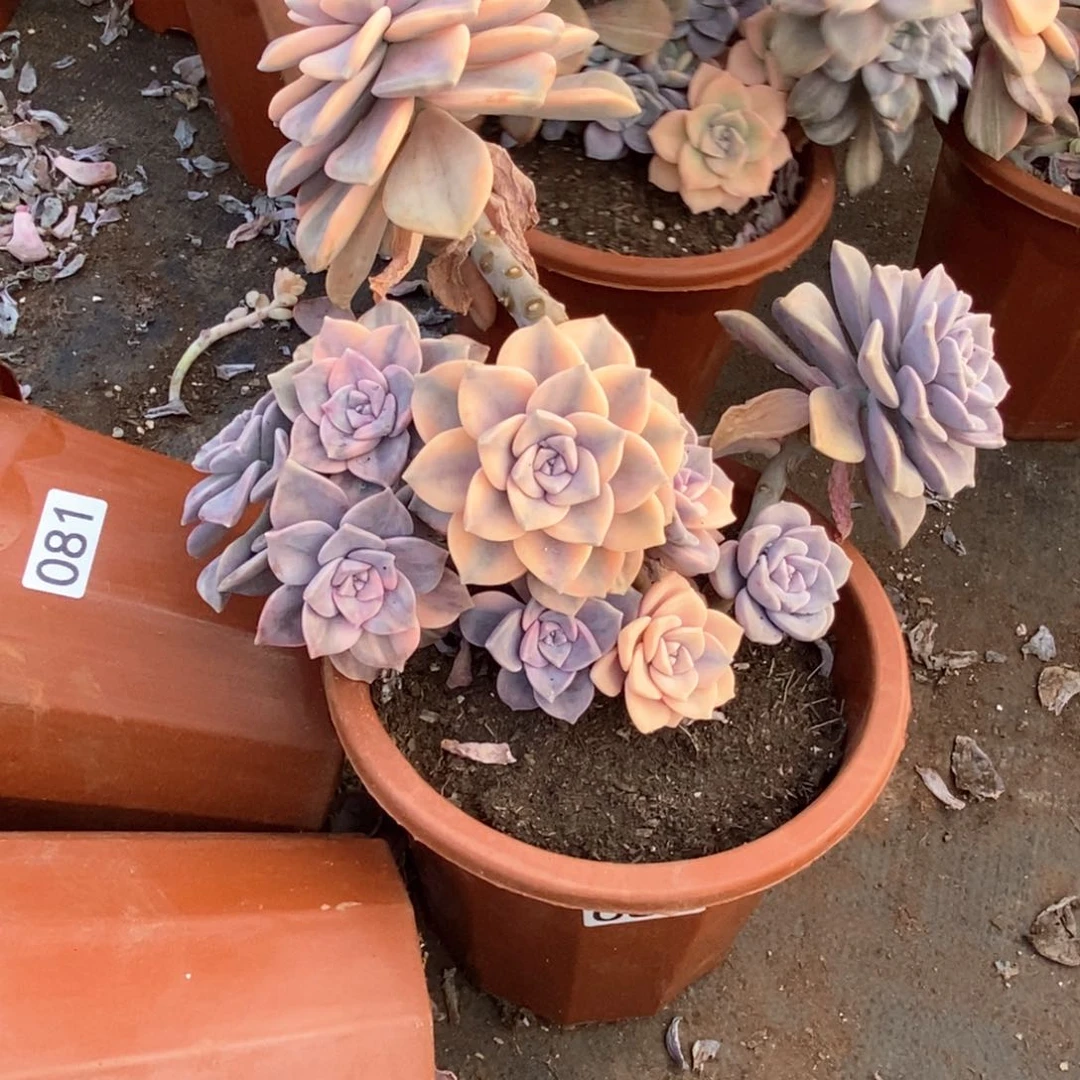 082 一物一拍紫乐锦