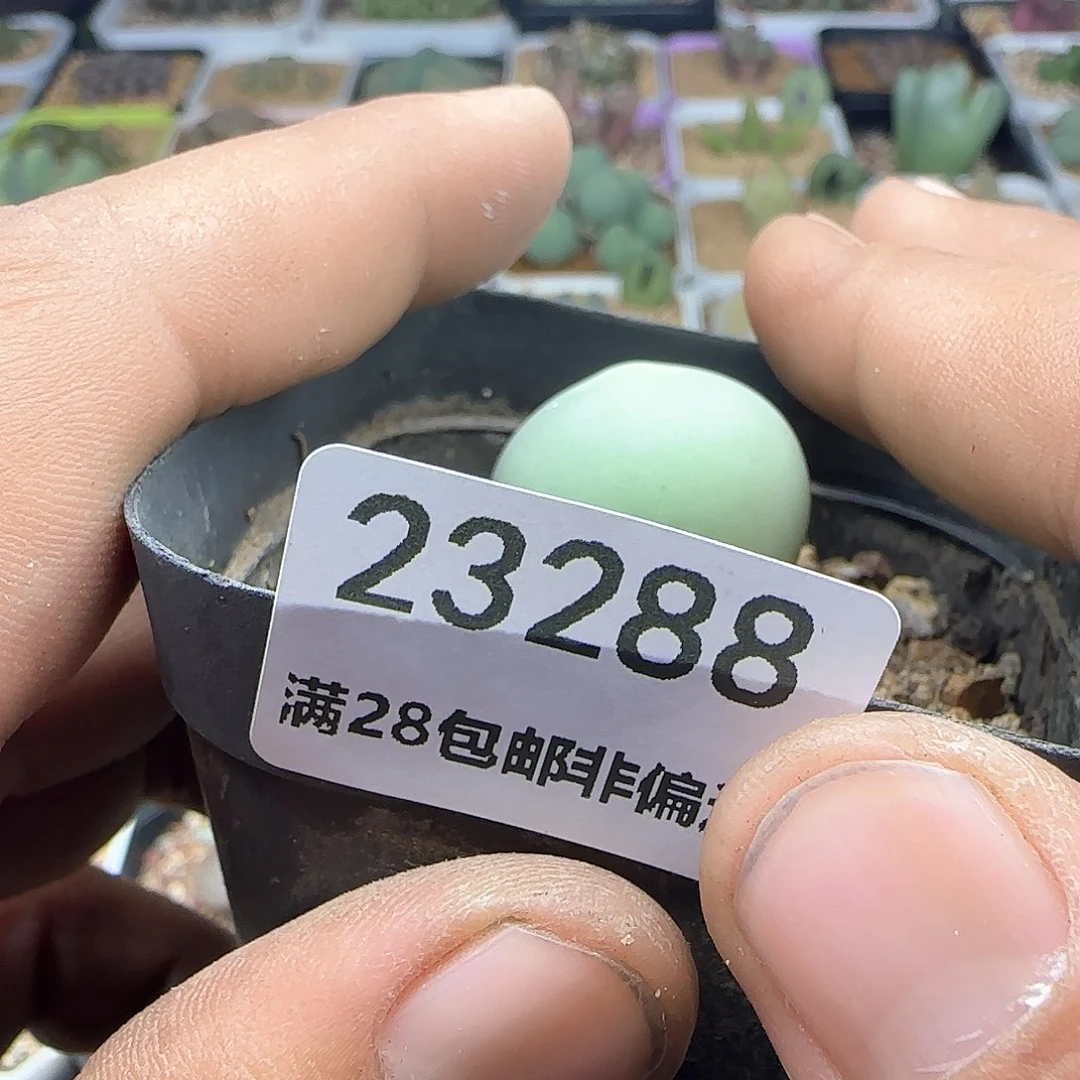?*霉大年初三快乐23288