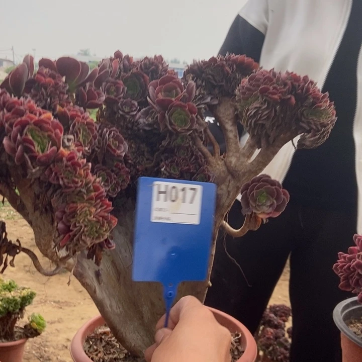 物***宝017玫贵缀化老桩老桩