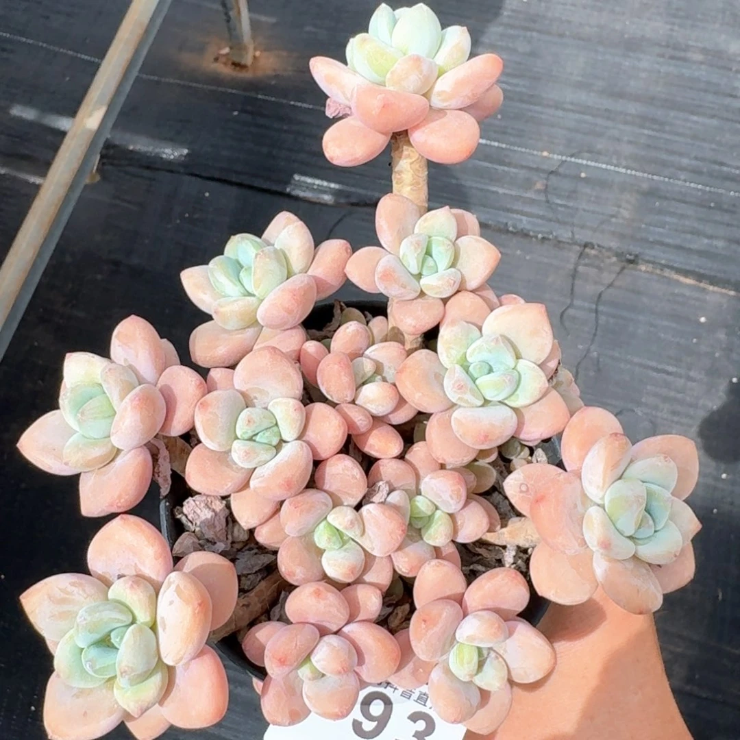 红洛神         多肉植物