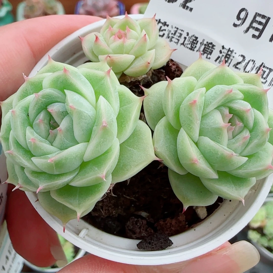 柠***果花语逸镜0914-32整