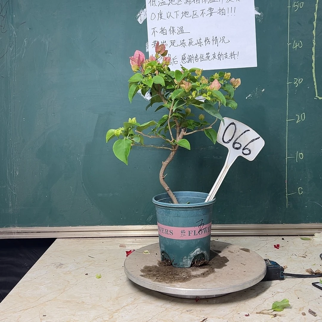 完全开放造型 绿五宝 066