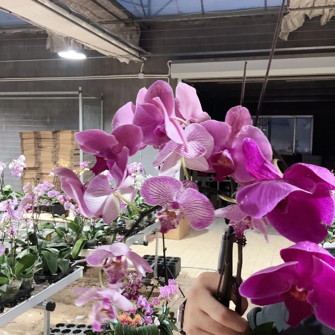 完全开放014三颗花后