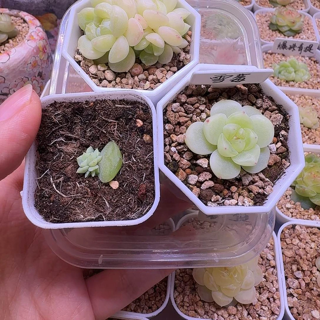 雪梅暮秋麦梦多肉