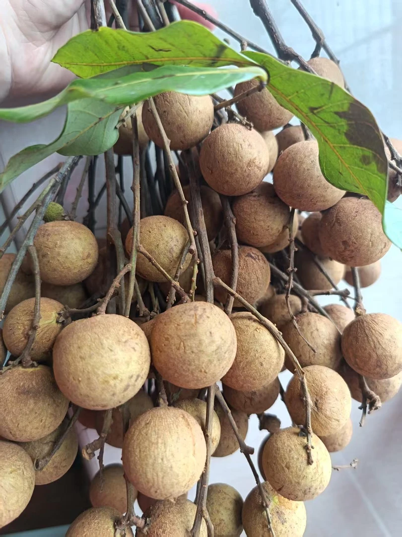 莆田特产新鲜龙眼现摘现发货，清甜多汁当季水果