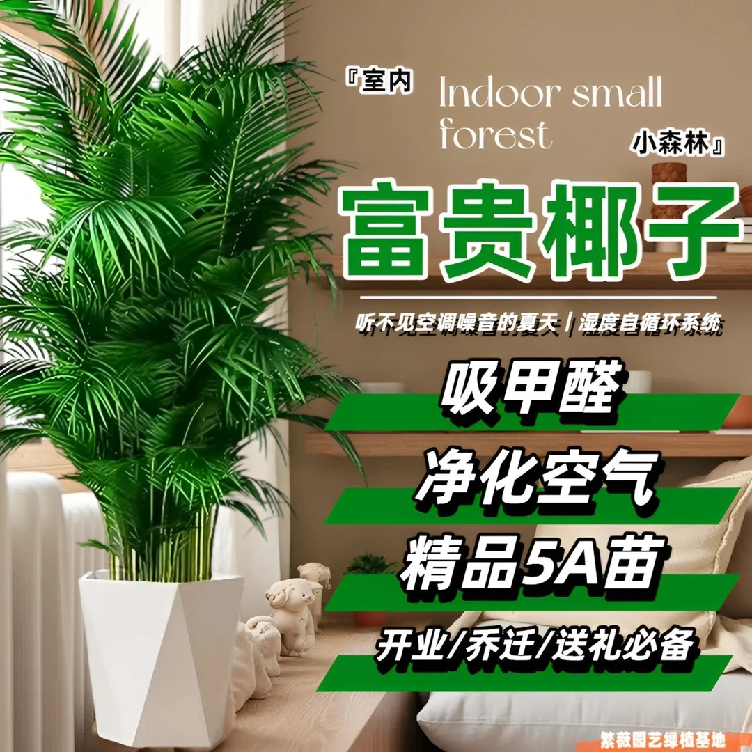 大型富贵椰子喜庆办公室客厅除甲醛散尾葵室内绿植净化空气凤尾竹