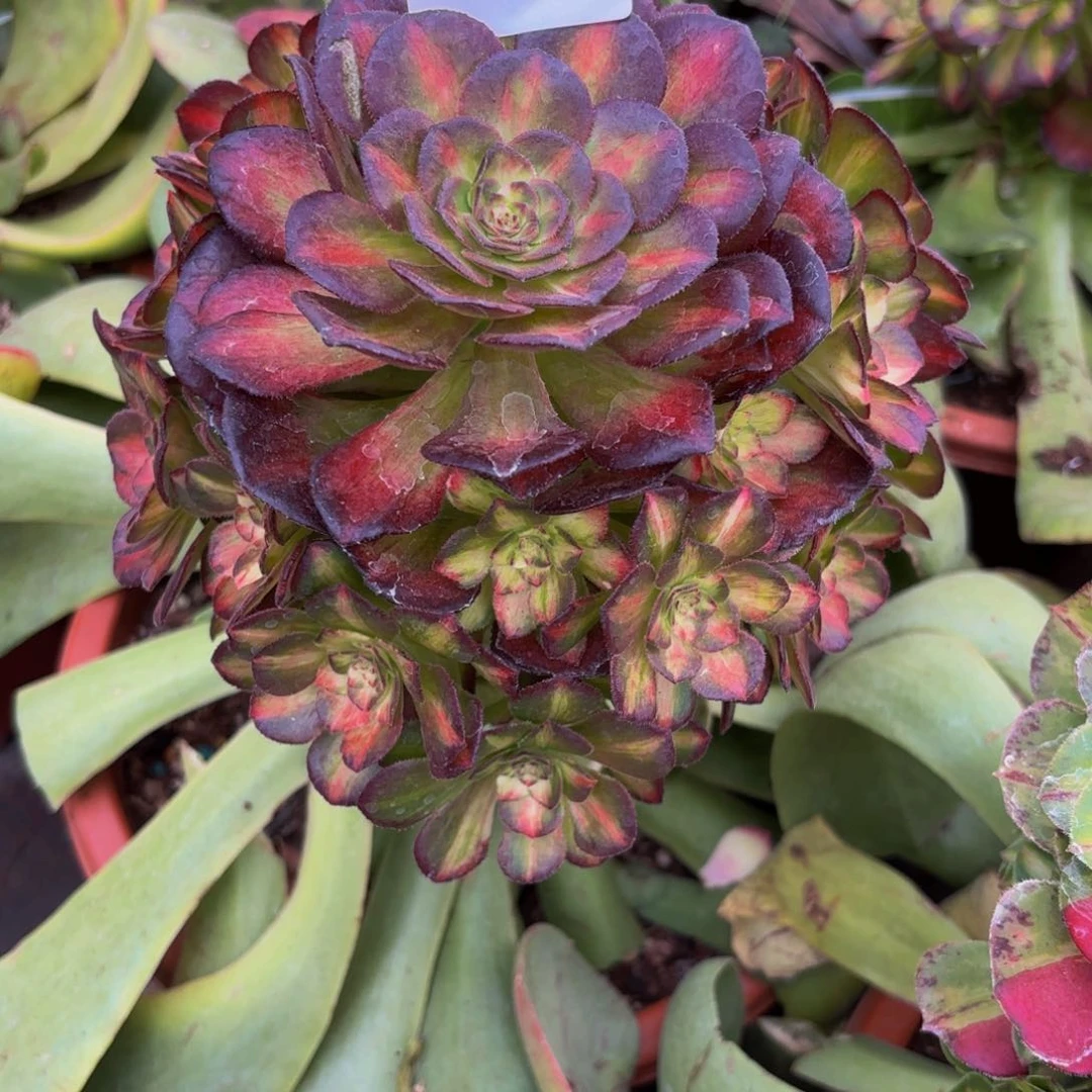 蓝*195多肉植物海王七彩无根