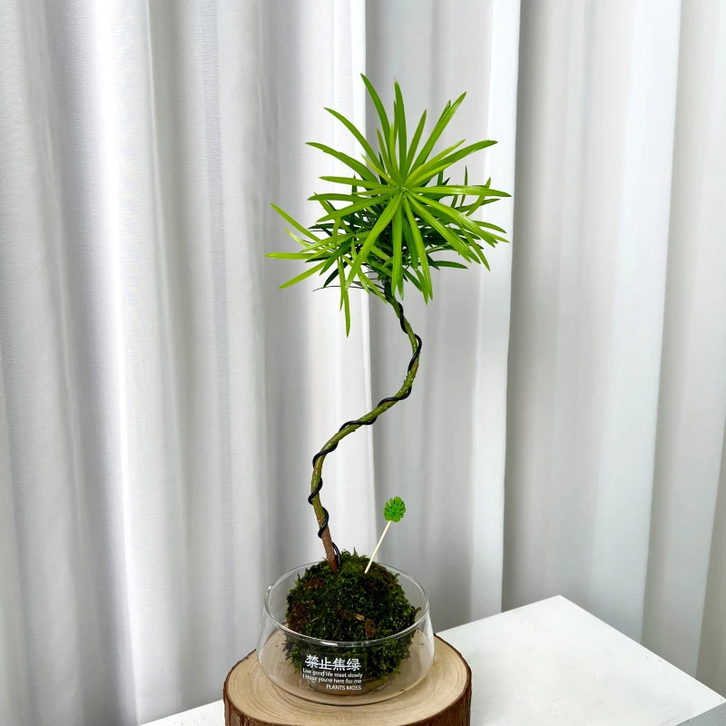 【喜半阴】罗汉松造型苔藓球水培植物室内办公室茶室客厅桌面绿植盆