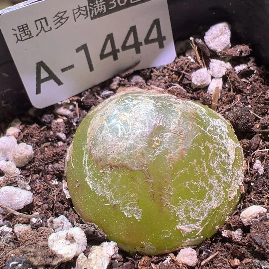多肉植物11111111111