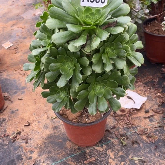 858绿羊绒不包断枝