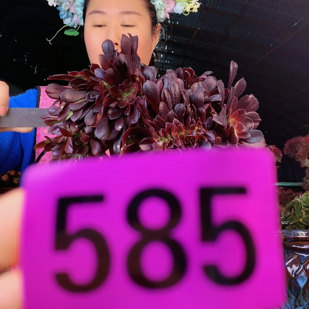 ssssssssssssssssssesss585