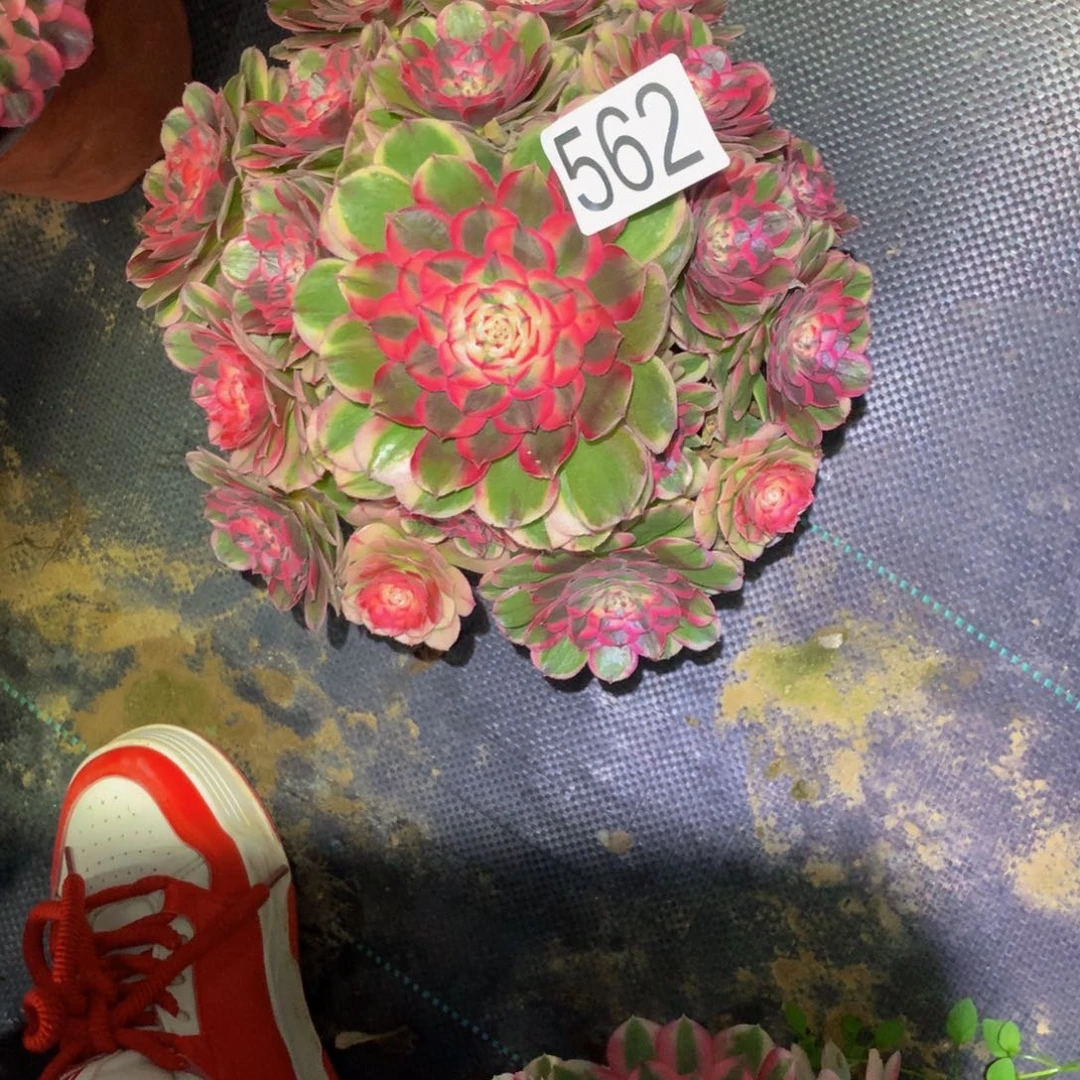 偶***遇法师多肉植物562海神