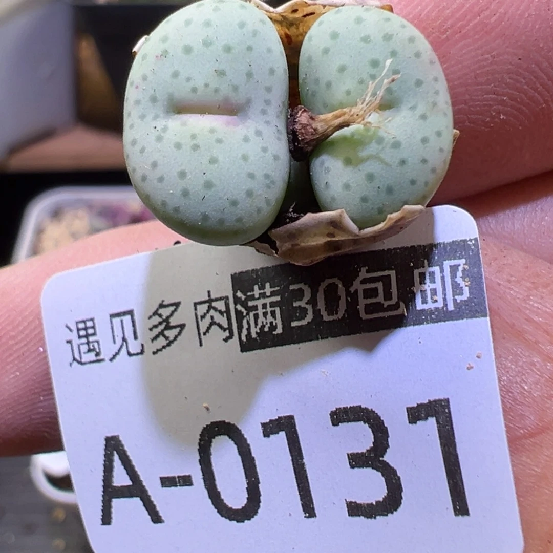 多肉植物1111111111111
