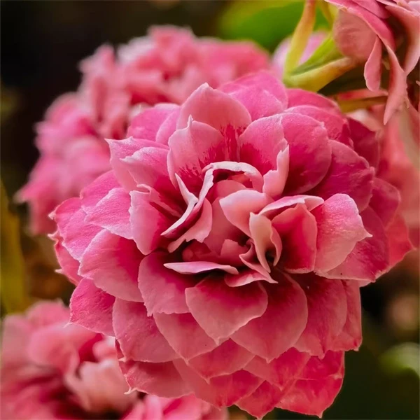 【玄女猫 10cm盆】重瓣大花 0℃地区请拍保温，不拍冻坏不赔