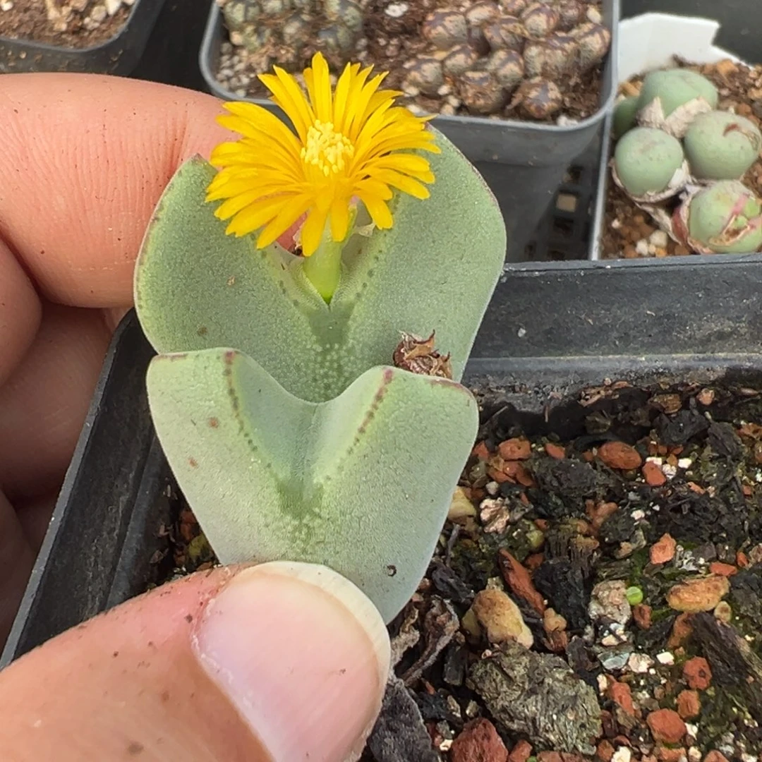 29-188毛将多肉植物