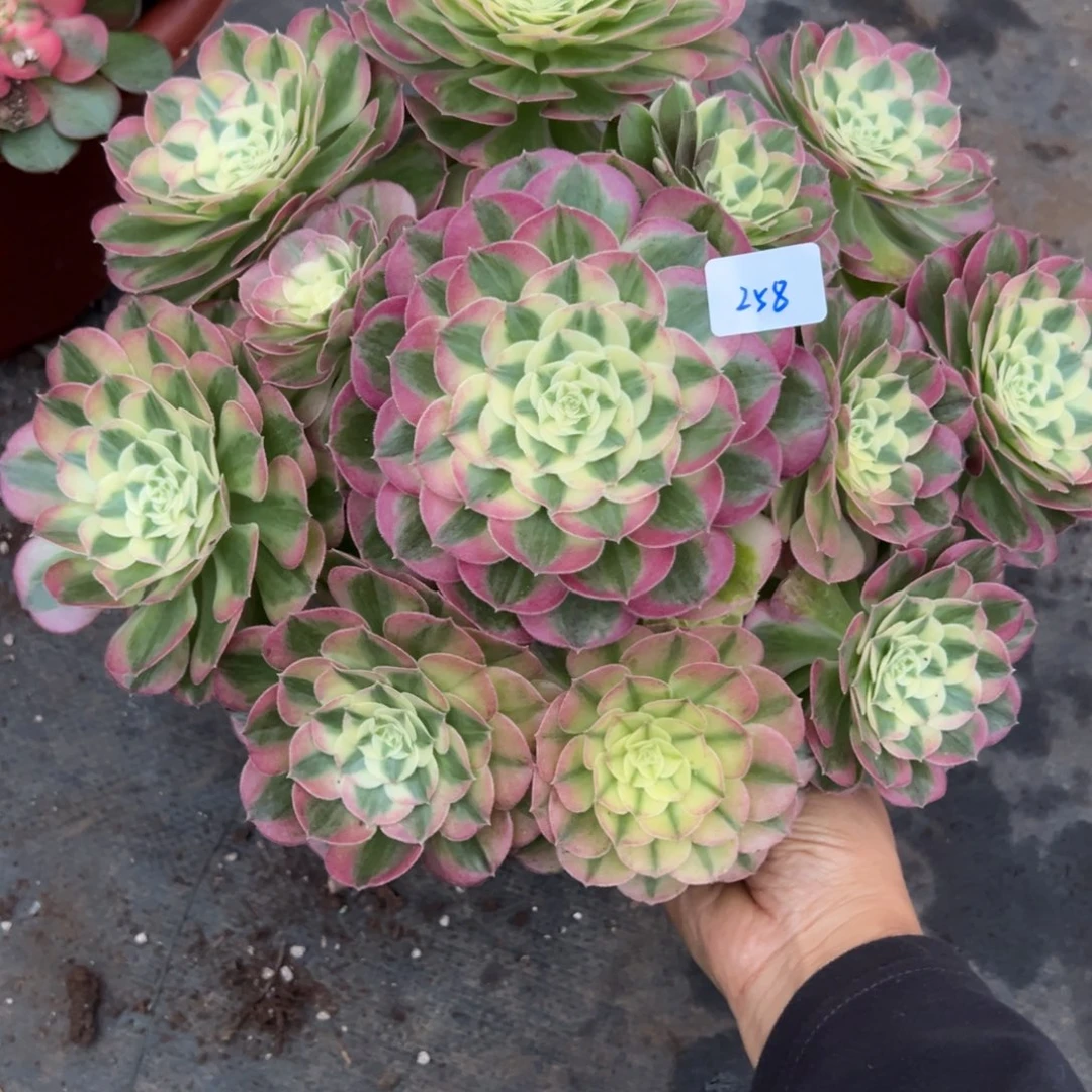 258玉姿炖肉植物洗衣