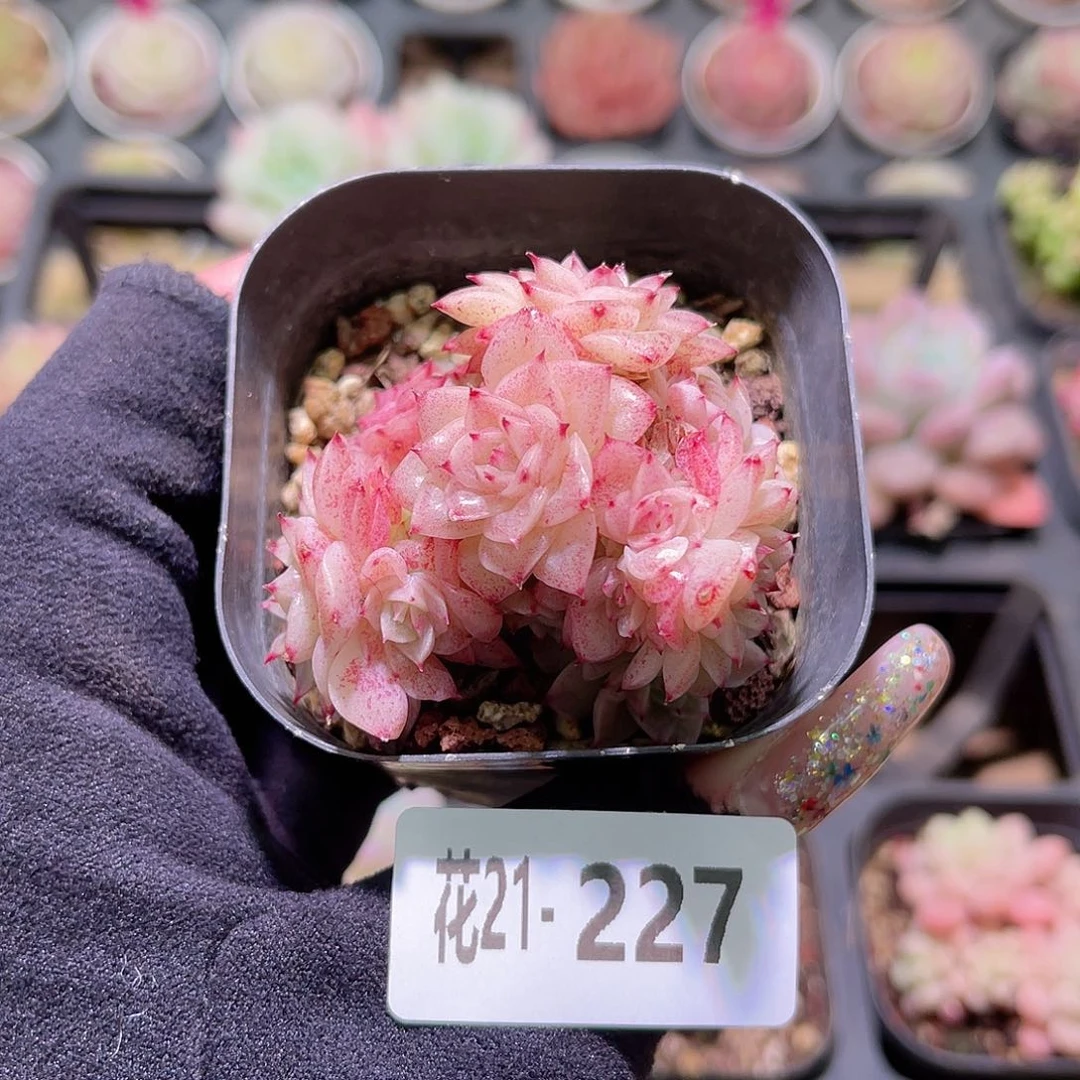 花利美21-227麦秆群