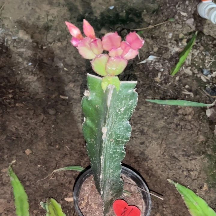 苏***当前无花栽培后可以开花037  81