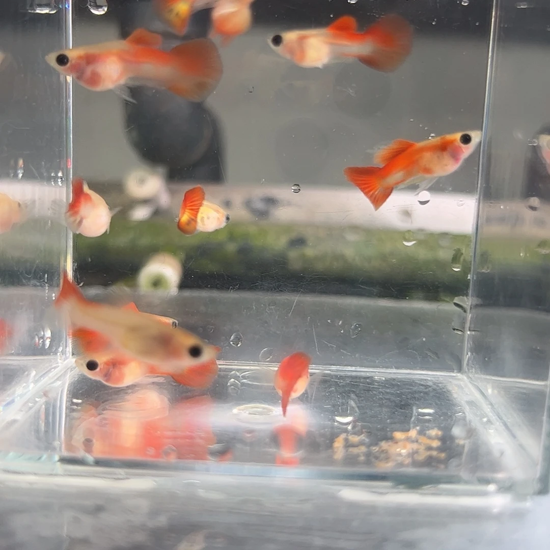 孔雀鱼玻璃猫公鱼8条