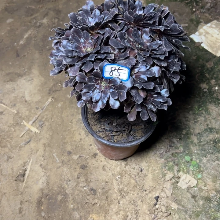 多肉植物魔法师85