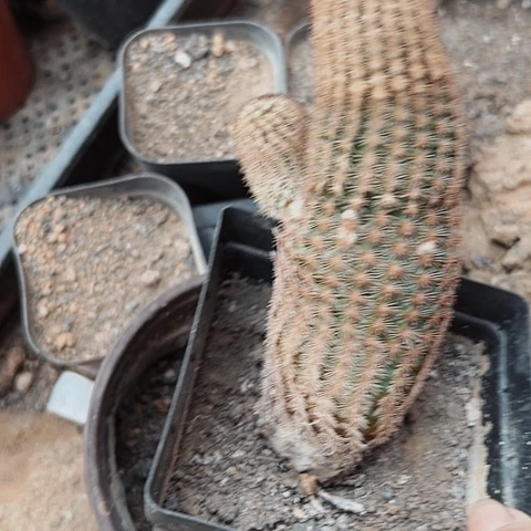 838处理仙人球的方法