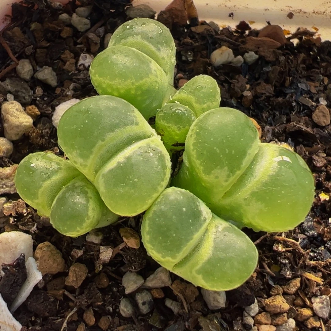 452多肉植物种类多样