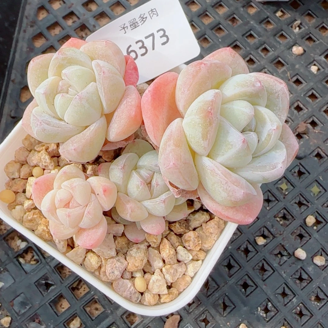 冰玉无砍，6373多肉植物