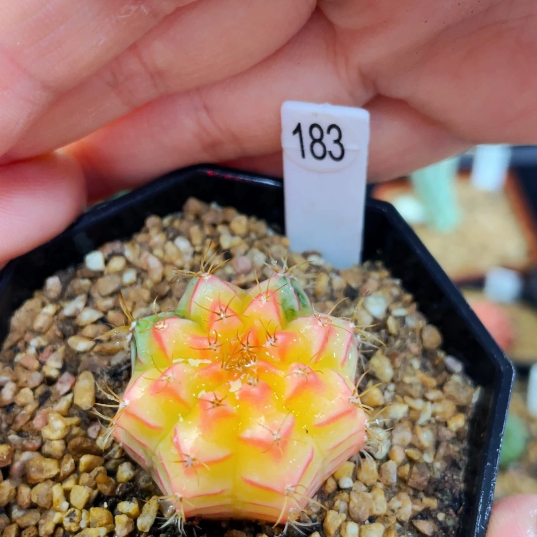 用****布2.7cm 盆5公分满25包邮裸根发货