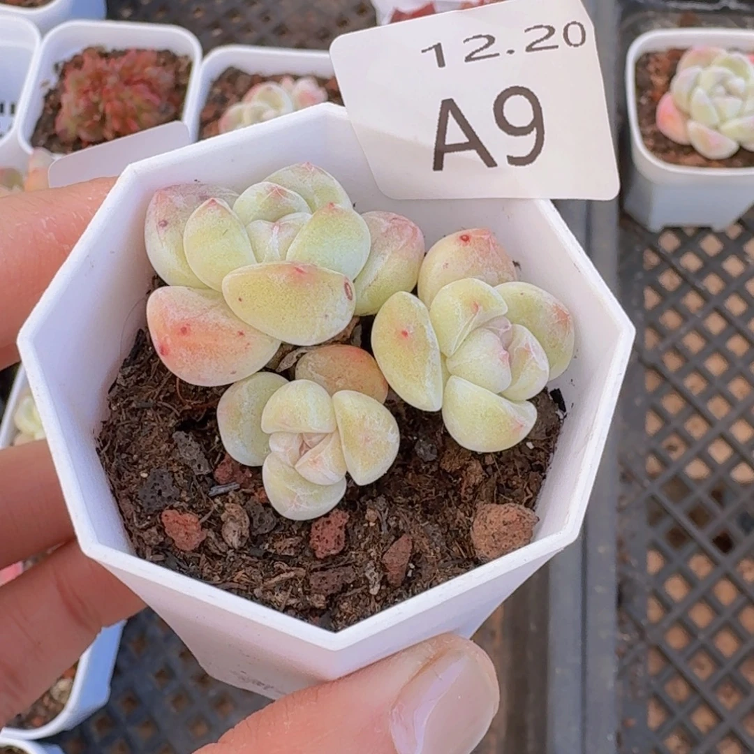 杆子冰玉糖心一颗带盆带土