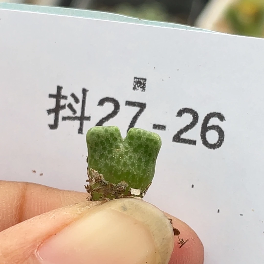 27-26鹿角斑马苗多肉植物