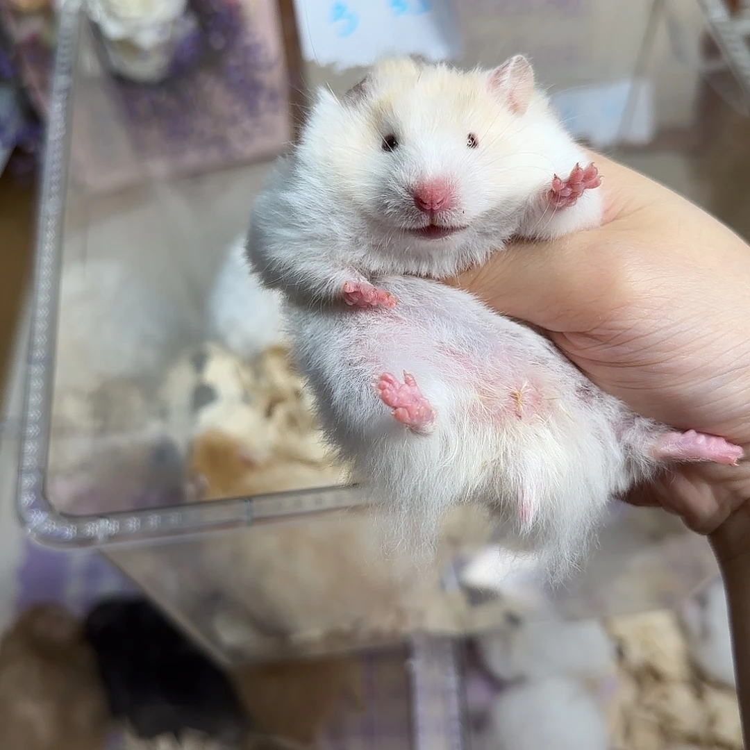 3蜜波妹妹3.5生日