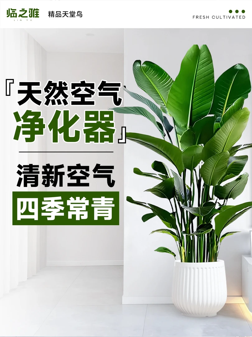 100cm - 130cm天堂鸟室内大型绿植可净化空气好养活【送货上门】