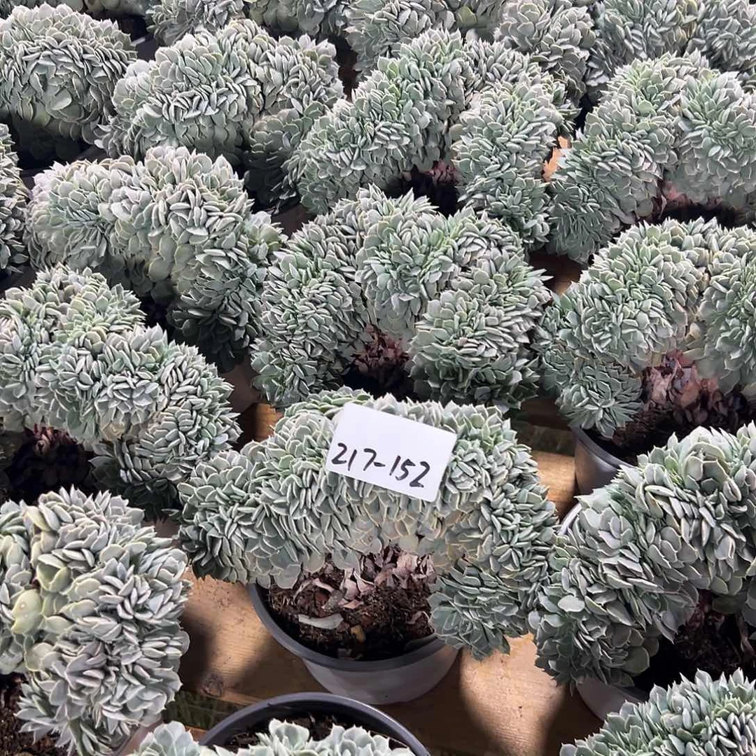 217-152天赐缀化多肉随机