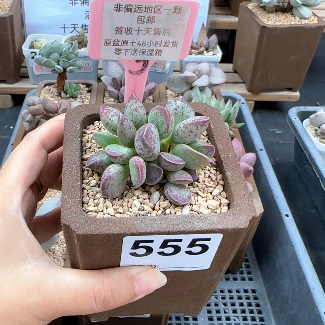 555艾薇多肉植物