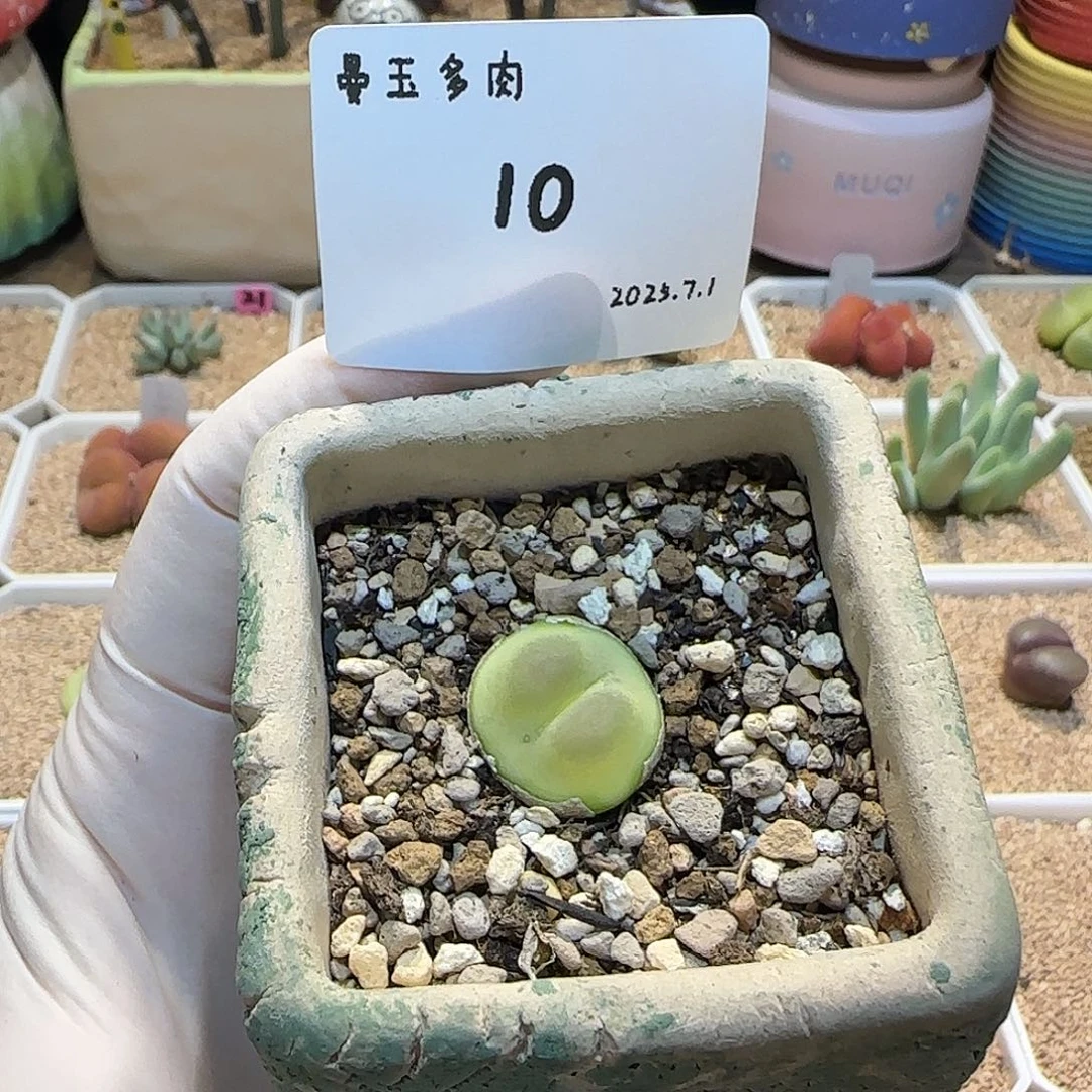 用***8多肉多肉多肉7.1-010