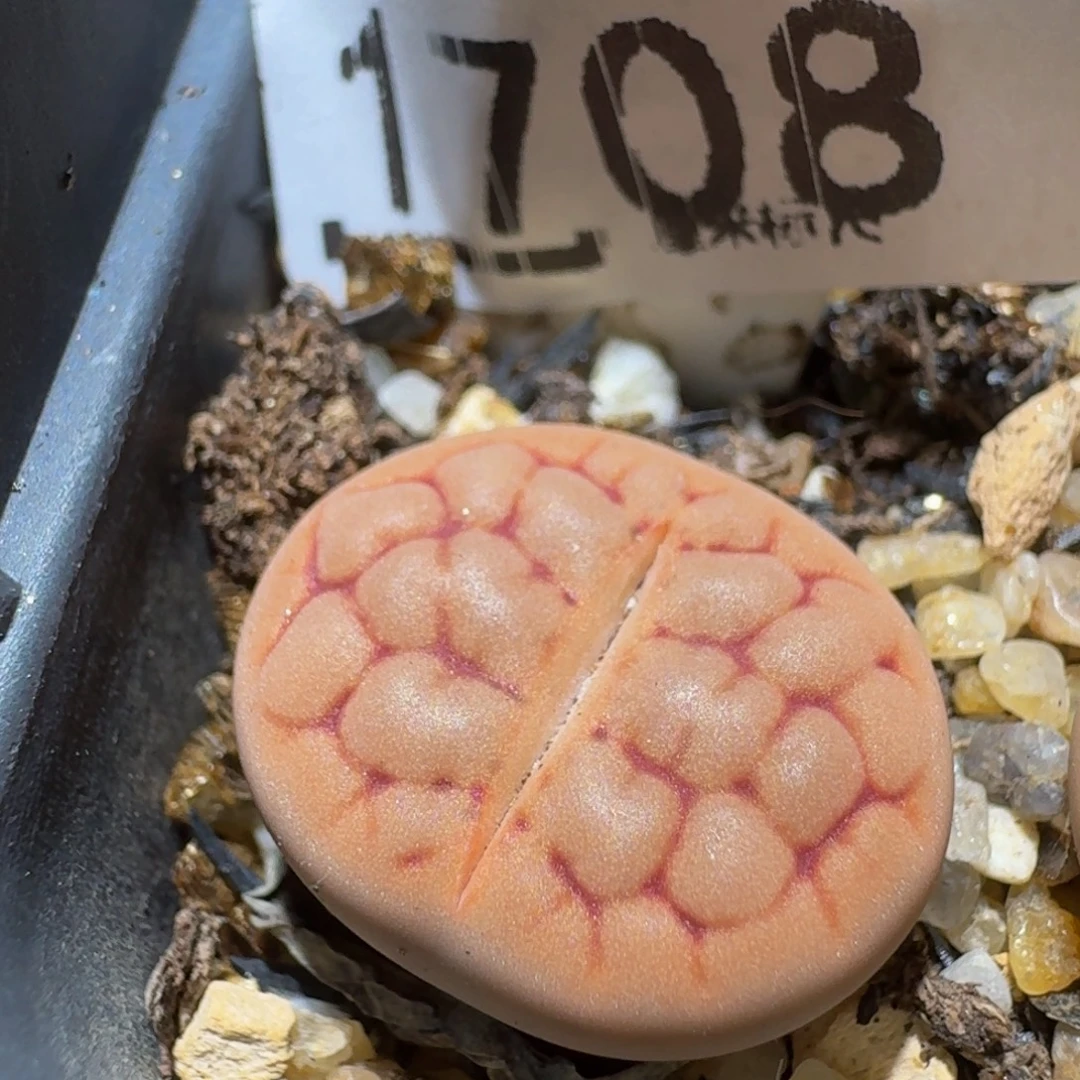 Ssss精品生石花1708