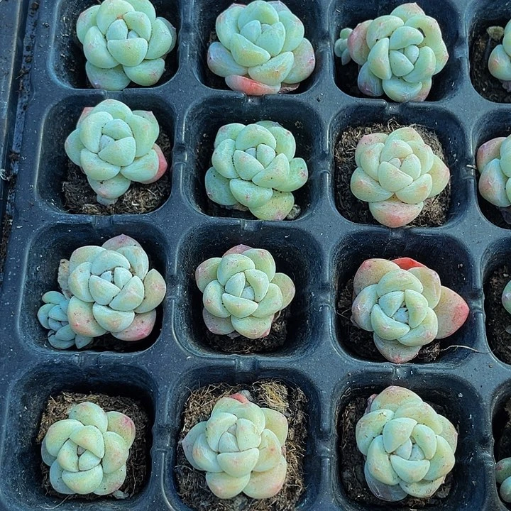 小白体冰玉1元带土发