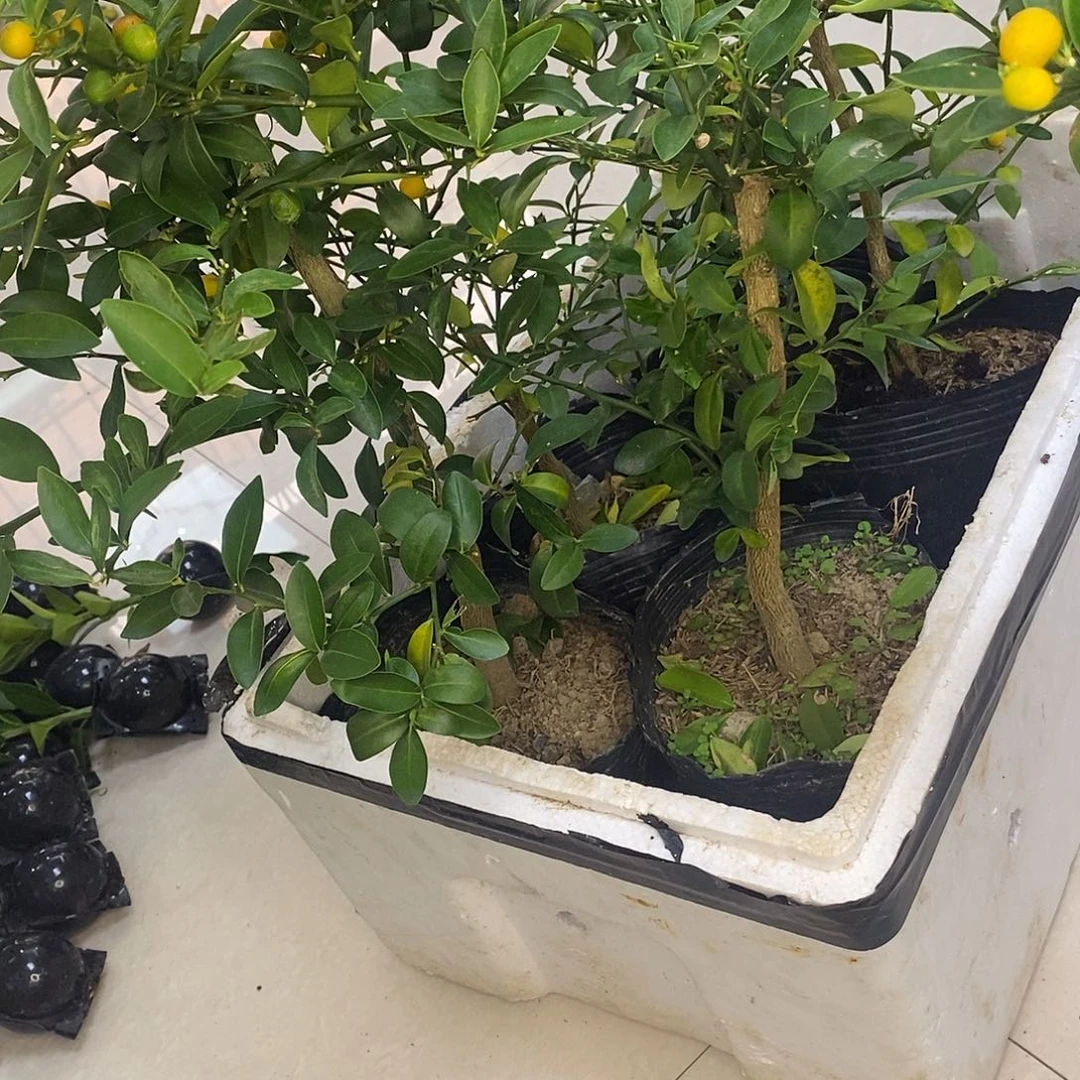 ****子无花朵酒吧酒吧酒吧酒吧酒吧酒吧酒