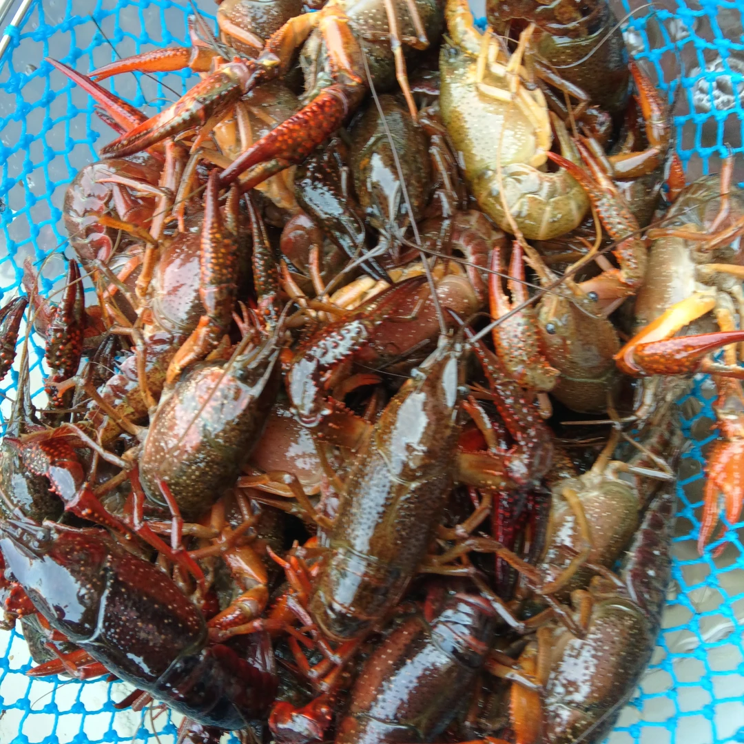 精品小龙虾(小青)十八块