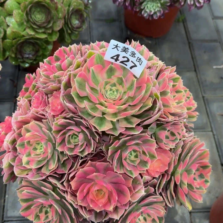 可**贝粉女巫捧花427肉肉