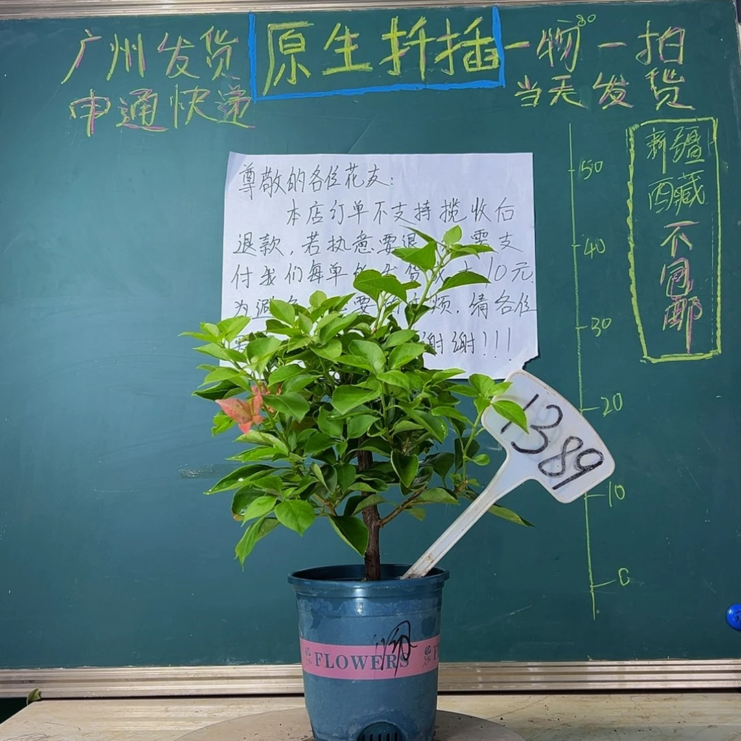 当前无花栽培后可以开花 佩德罗 1389