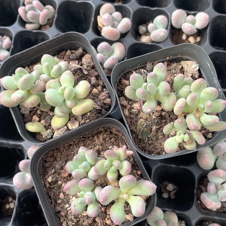 樱花奶随机发满18包邮