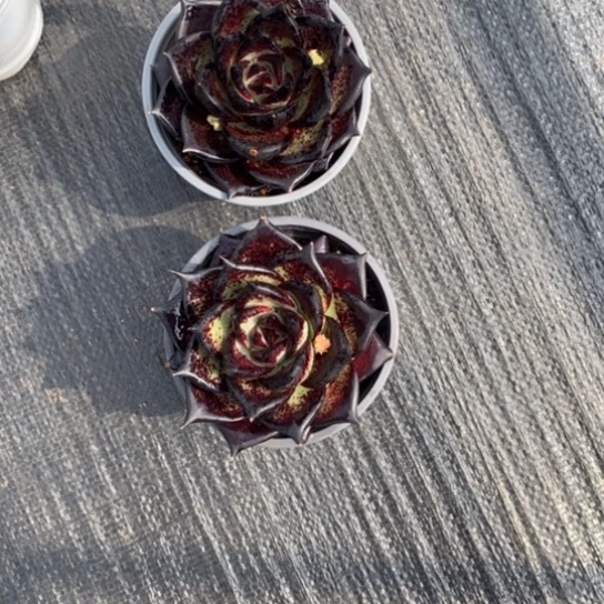 激**进两颗乌木8888888888