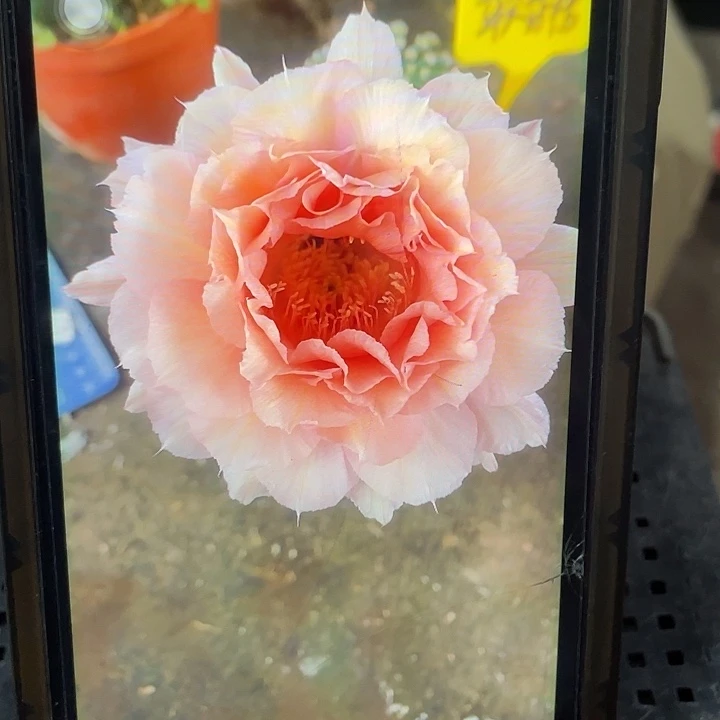 软糖3公分以上带根球