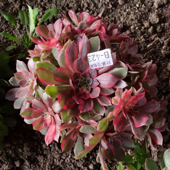 423黑膜多肉12345678多肉