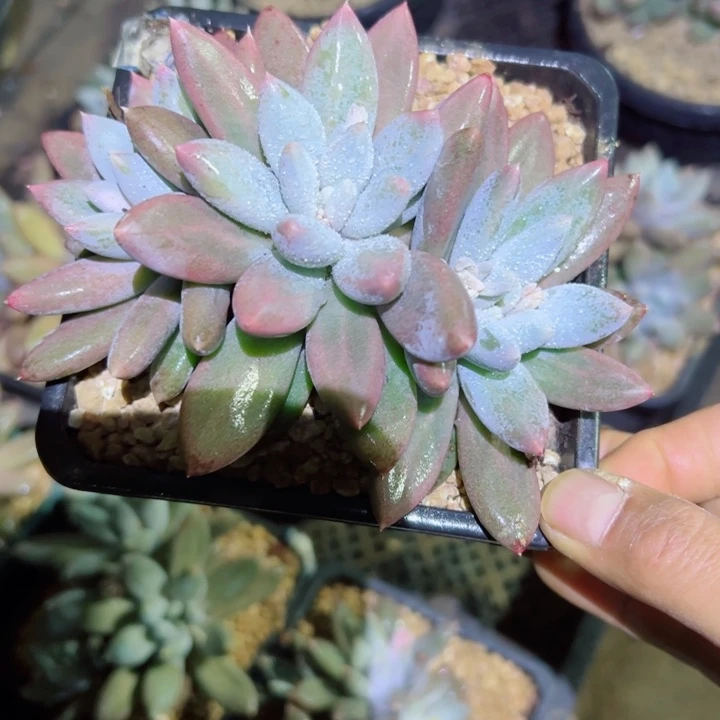 精品多肉植物老桩