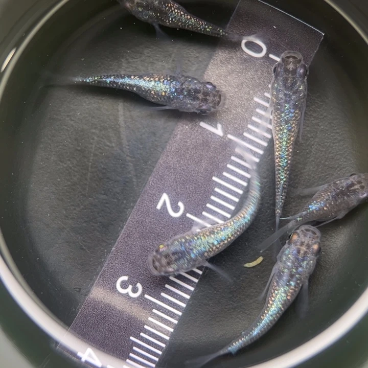 海水鱼短球体蓝宝石62号