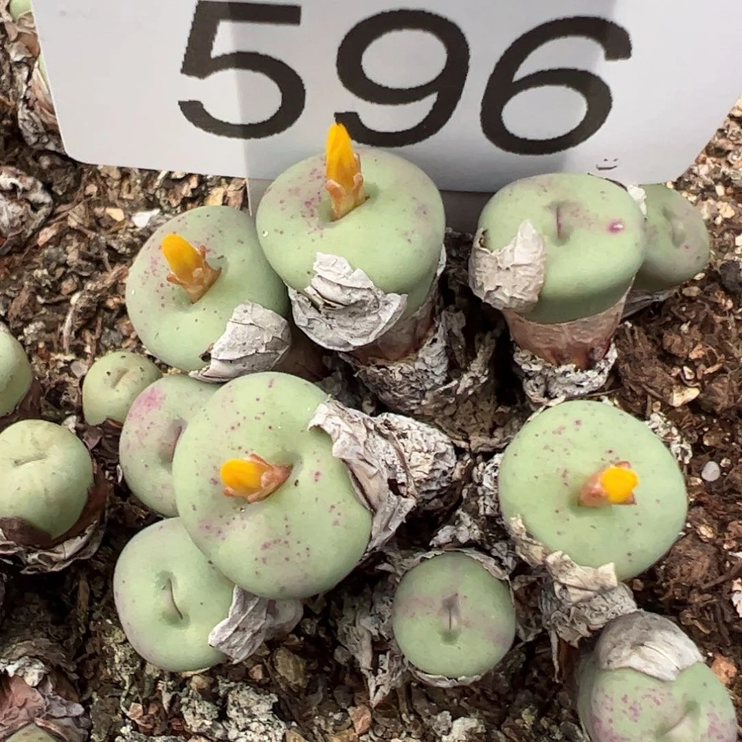 一物一拍脱土发。596