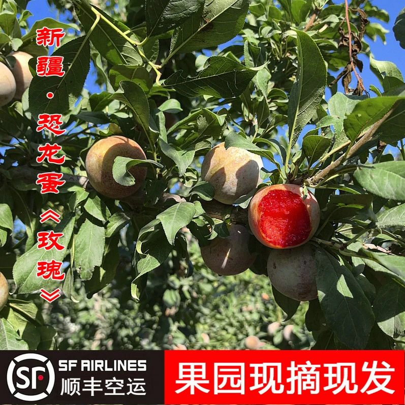 【顺丰空运】新疆恐龙蛋玫瑰 果肉纯甜 果皮微酸 酸甜口感李子