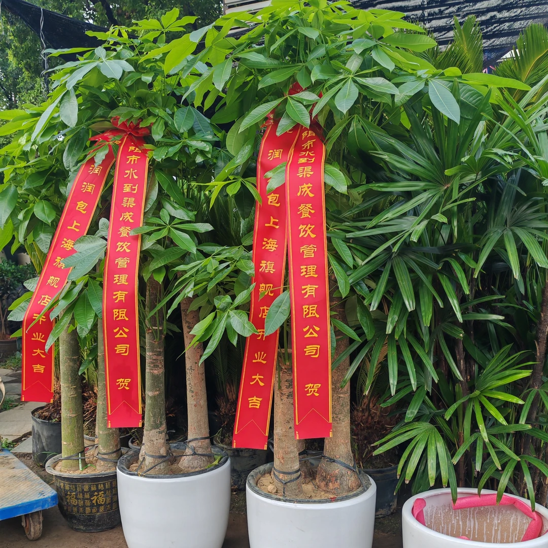 老板都在买！巨型发财树！开业乔迁送礼！旺财